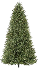 Memorial tree Program Option: Evergreen - Choose: White Pine, Norway Spruce or Southern Magnolia 