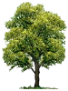 Memorial Tree Program Option: Oak - Choose from: Pin Oak or Willow Oak 